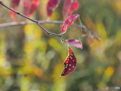 紅葉