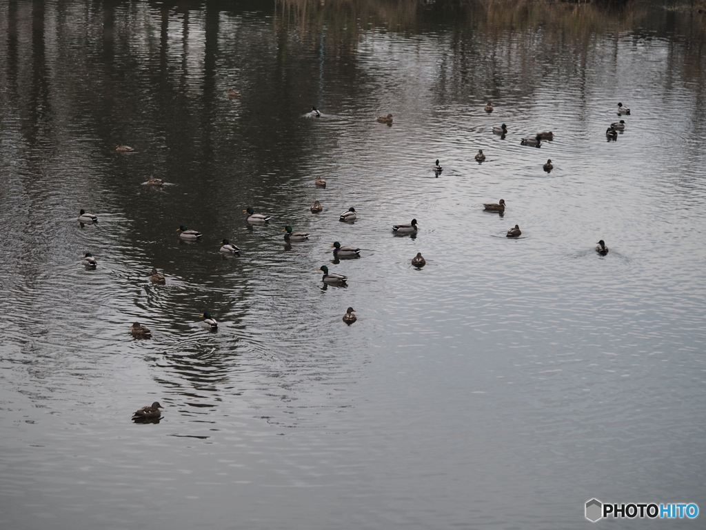 公園のカモ