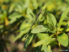 アオイトトンボ