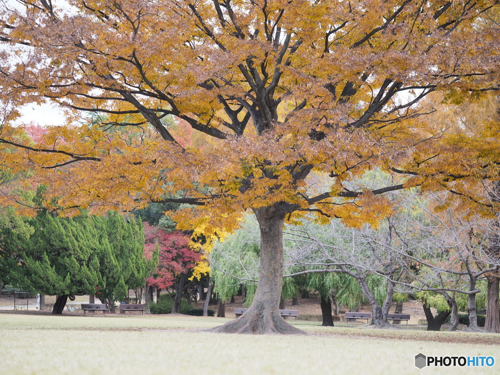 晩秋の公園－２