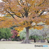 晩秋の公園－２