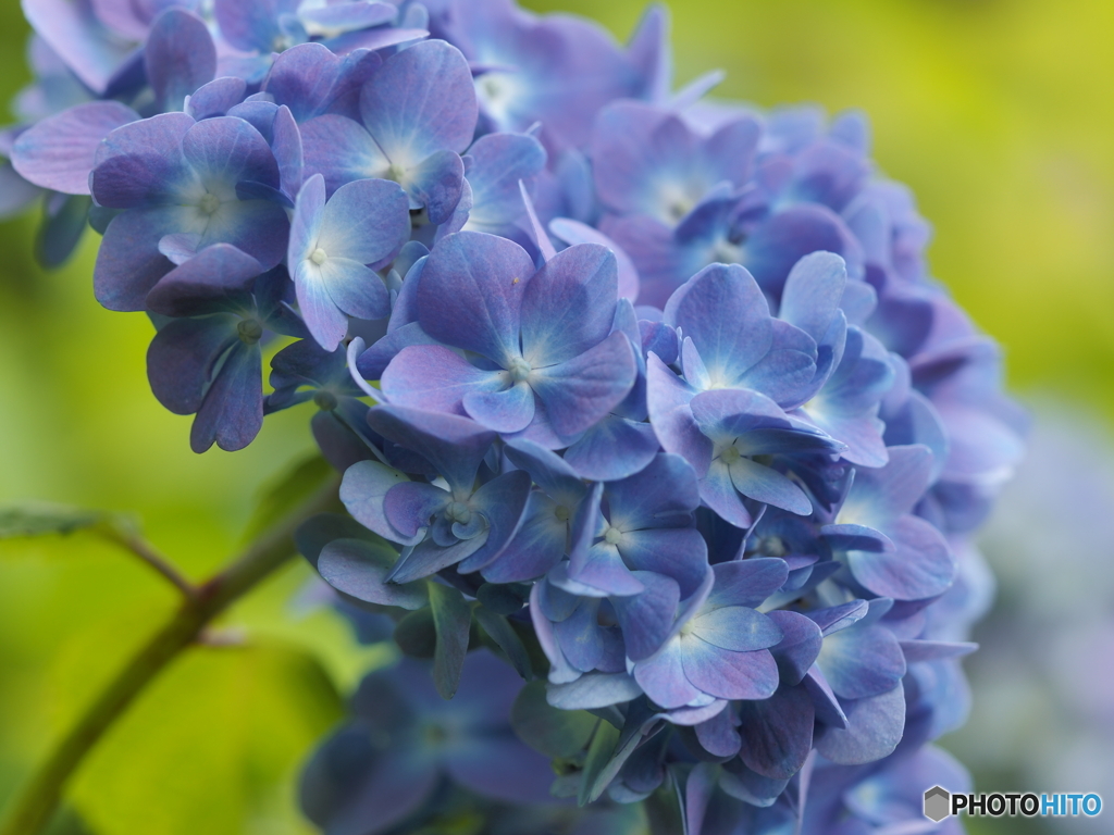 紫陽花