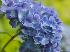 紫陽花