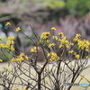 サンシュユ