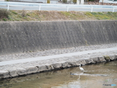 カワウとカワセミとダイサギ