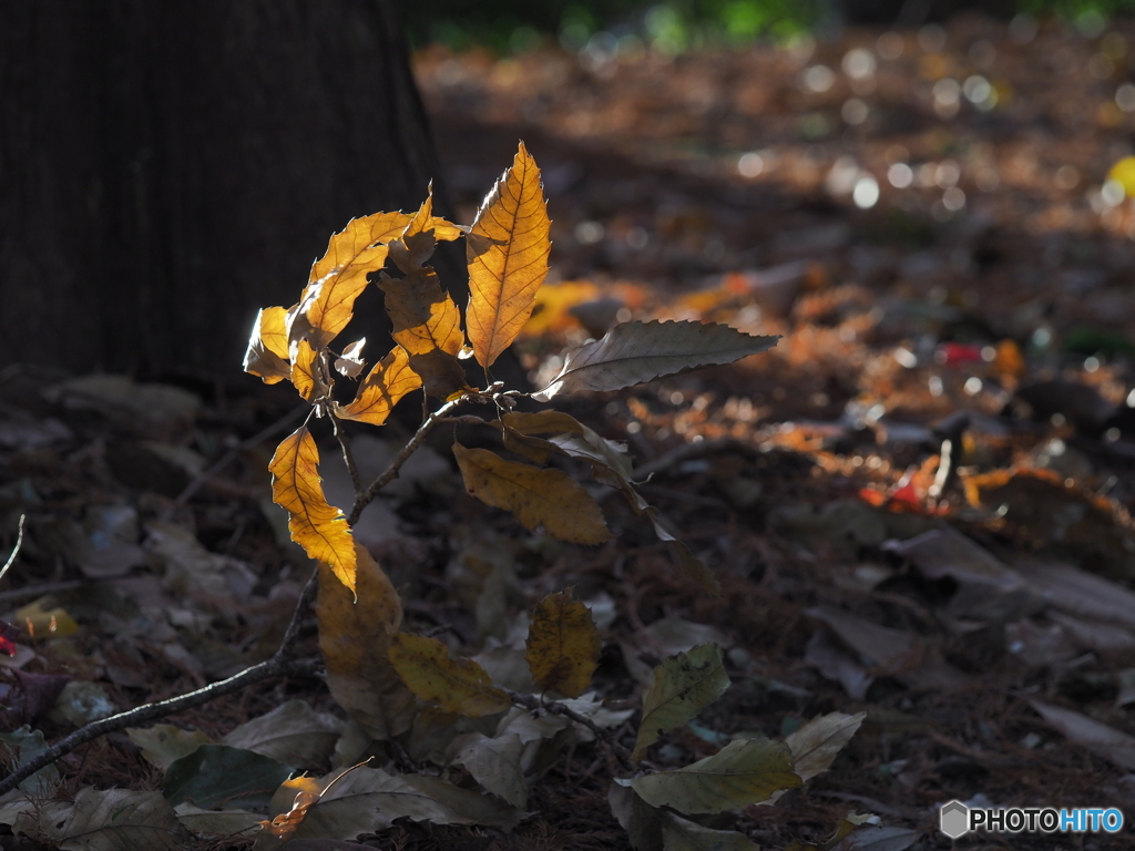 落ち葉