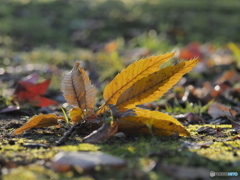 黄葉