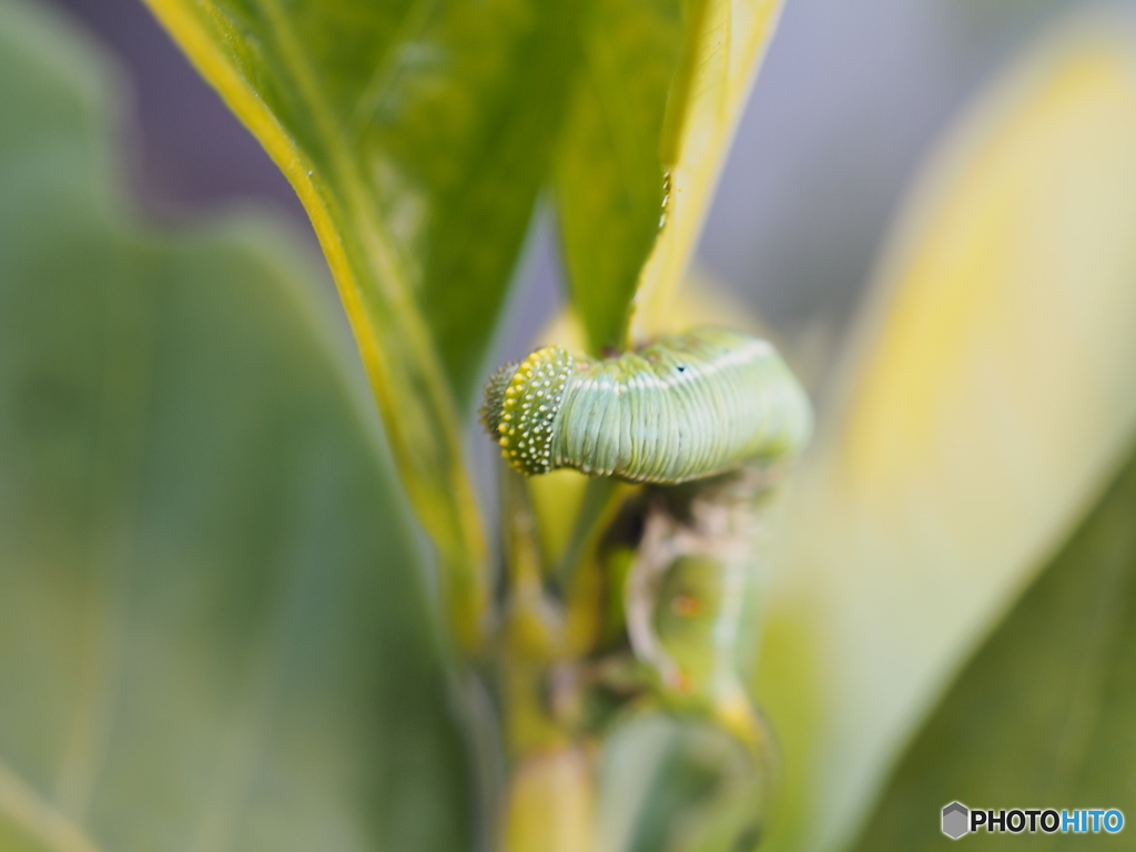オオスカシバの幼虫