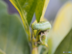 オオスカシバの幼虫