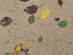 秋の香り