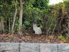 優雅に散歩