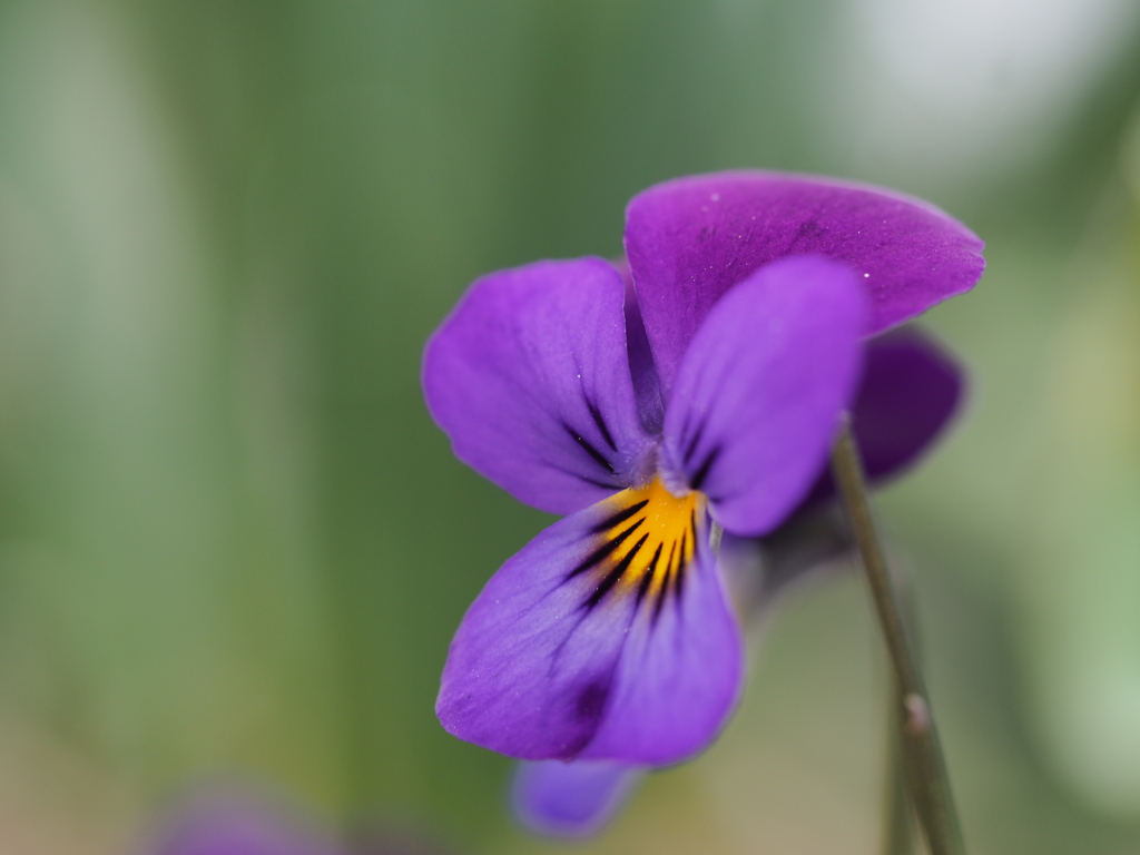 春の紫色－１