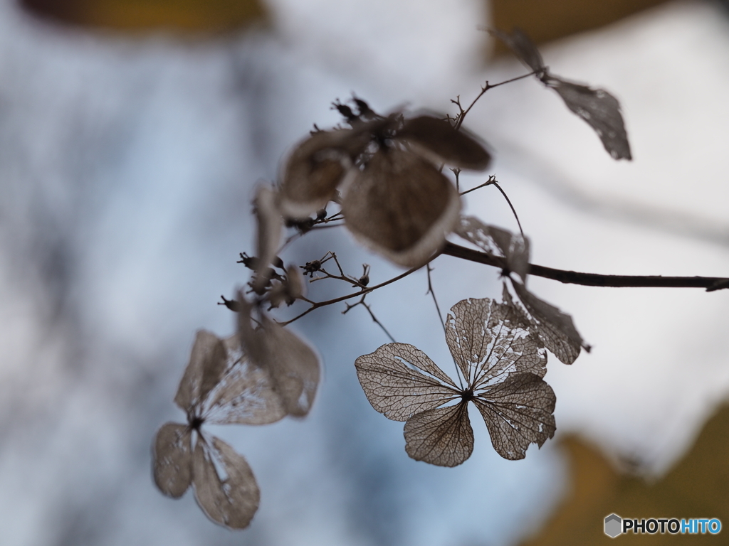 冬枯れ紫陽花