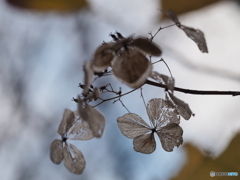 冬枯れ紫陽花