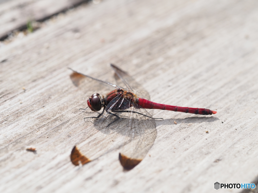 コノシメトンボ