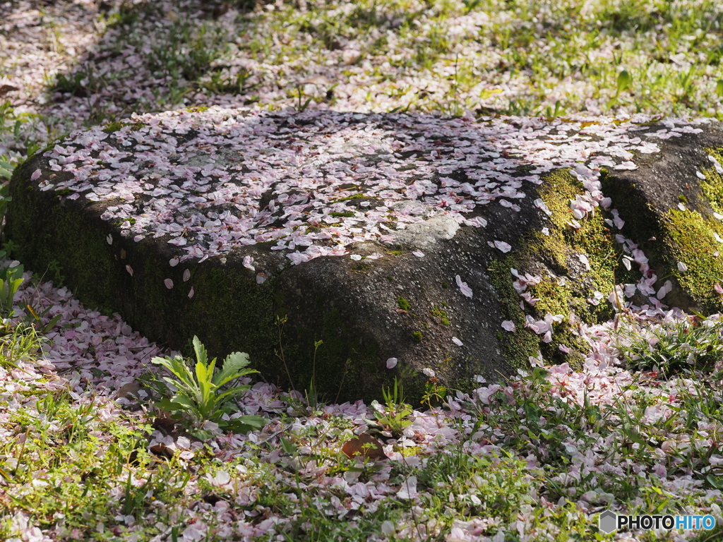 花びら