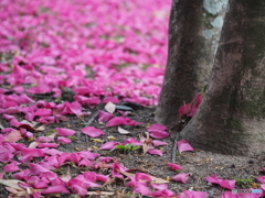 山茶花の絨毯