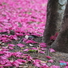 山茶花の絨毯
