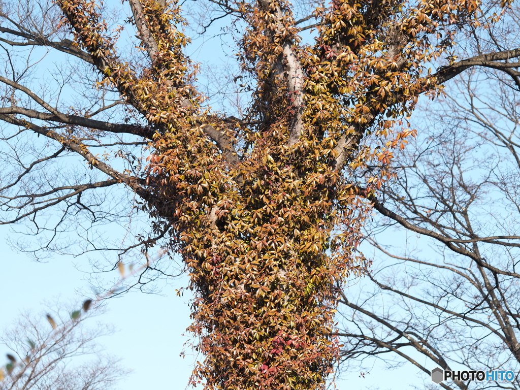 纏わりつかれた樹