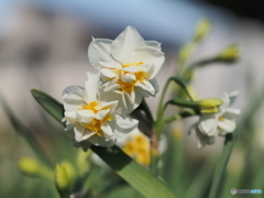 八重咲水仙