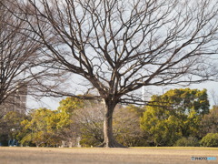 冬の樹