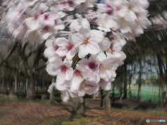 さくら