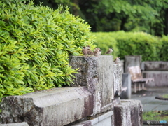 雀