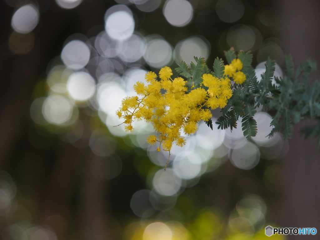 黄色の花－１