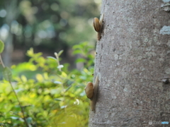 カタツムリ
