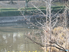 カワセミとマガモ