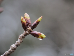 桜の蕾