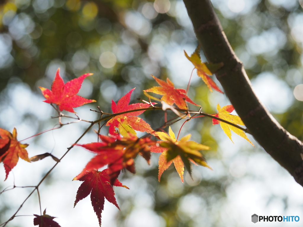 紅葉