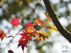 紅葉
