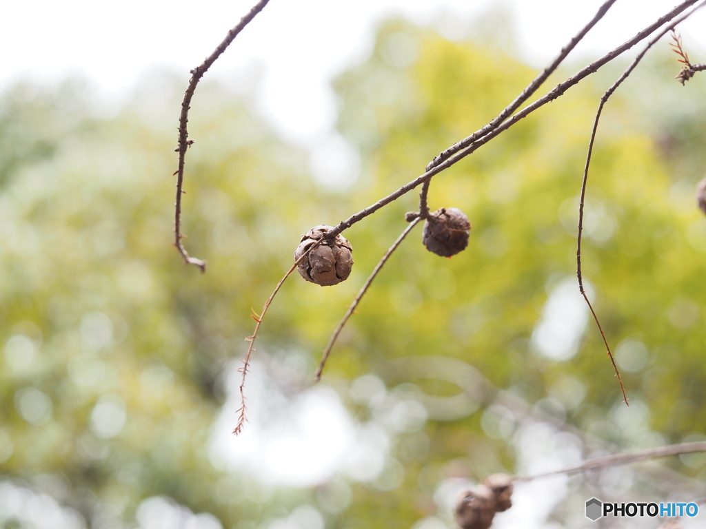 ラクウショウの実