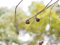 ラクウショウの実