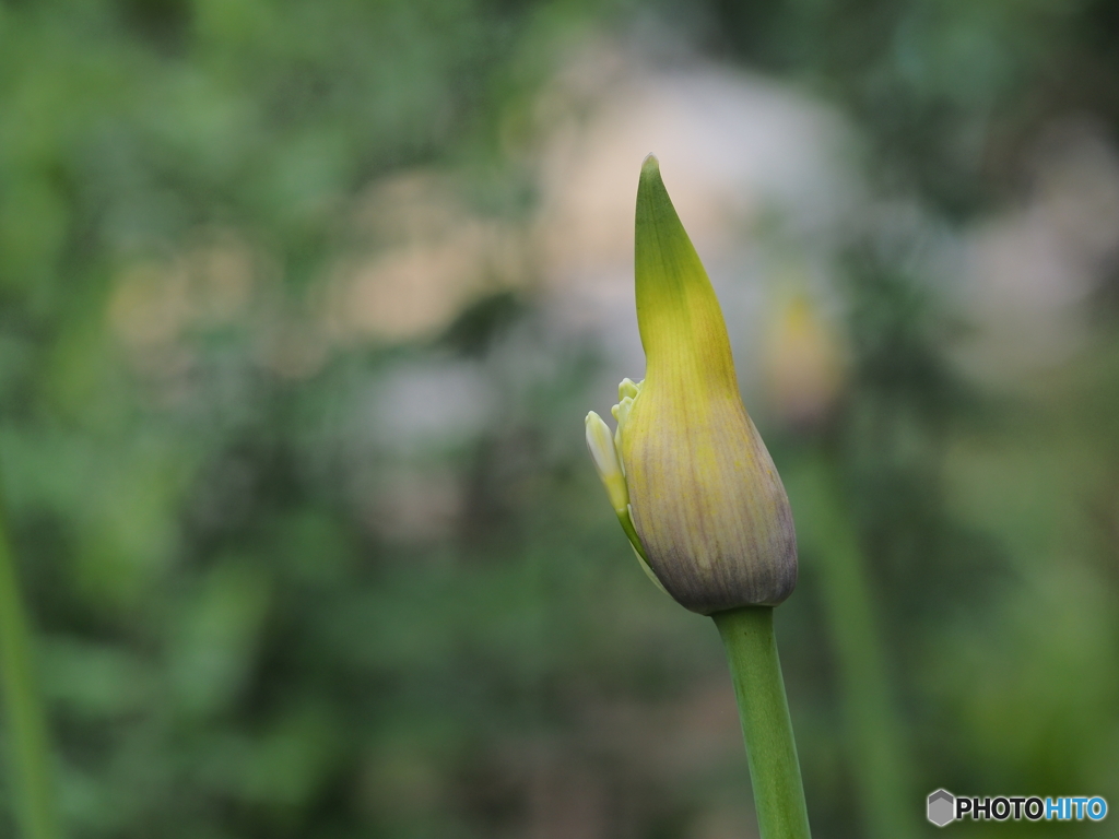 アガパンサスの蕾