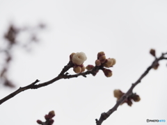 梅