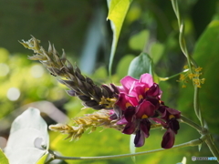 葛の花