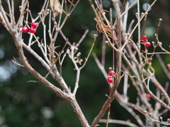 サンシュユの実