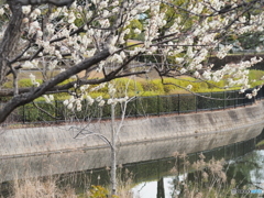 梅に翡翠