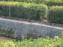 カワセミ