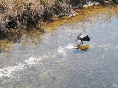 飛び去る－２