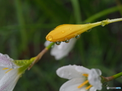 雨雫