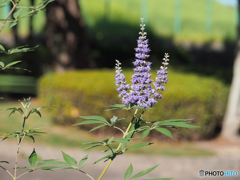 セイヨウニンジンボクの花