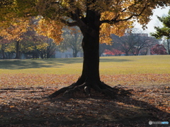 晩秋の公園