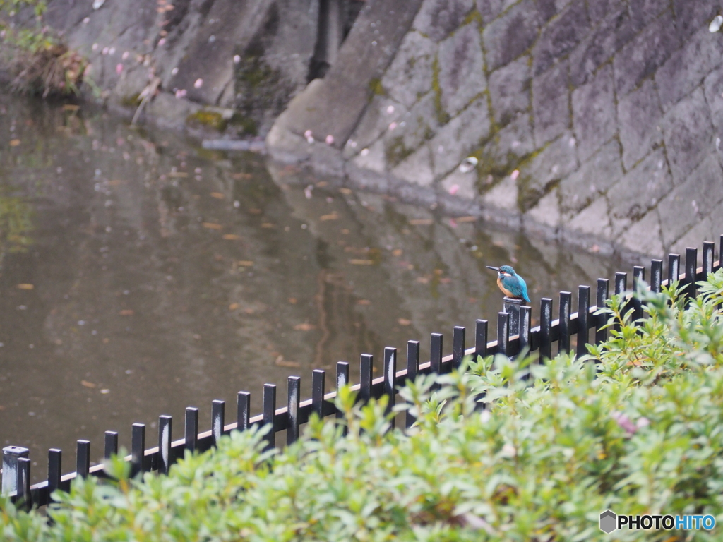 公園の池