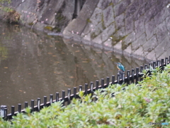 公園の池