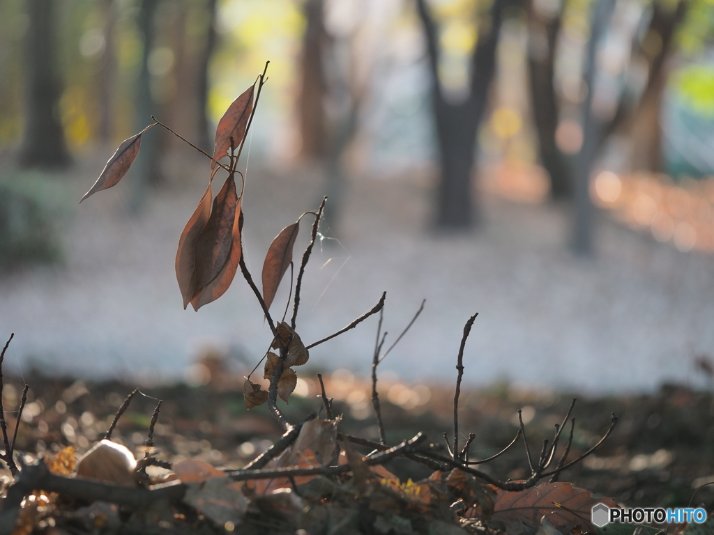 枯れ葉