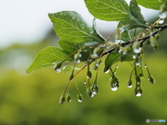 エゴノキに雨粒