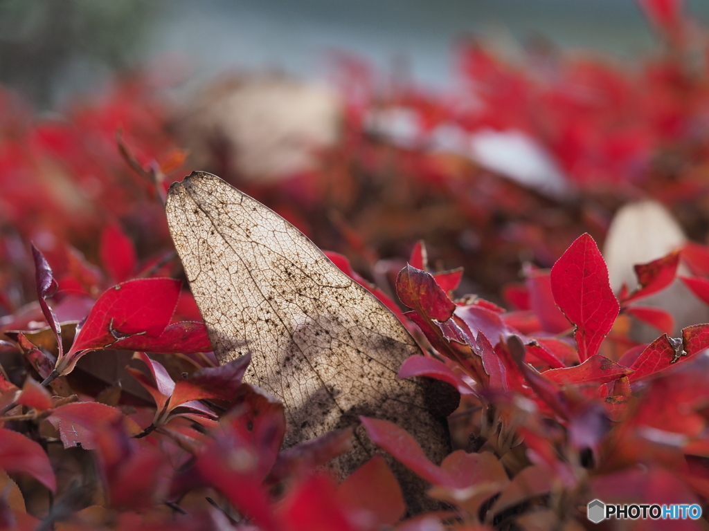 ドウダンツツジ
